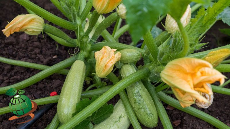 کاشت کدو سبز در زمین کشاورزی