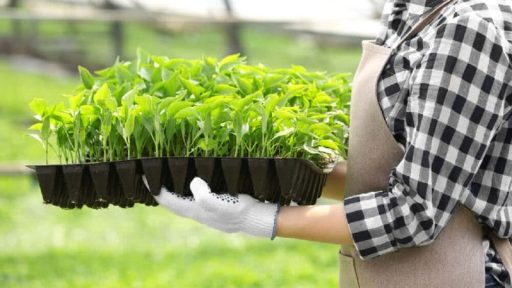 نحوه کاشت بذر در سینی نشاء