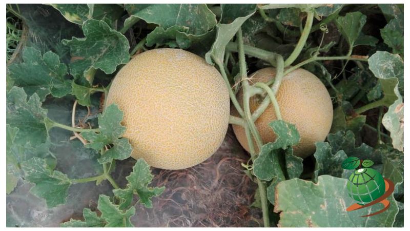 مزایای پرورش خربزه در گلخانه