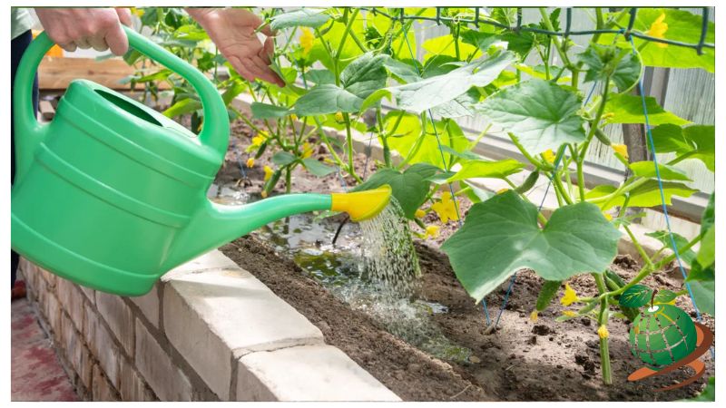 روش های آبیاری خیار