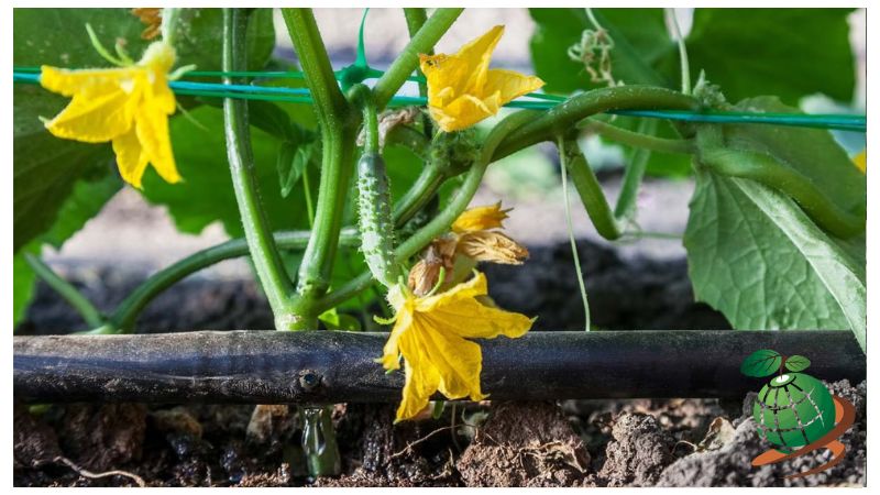 نحوه آبیاری بذر خیار