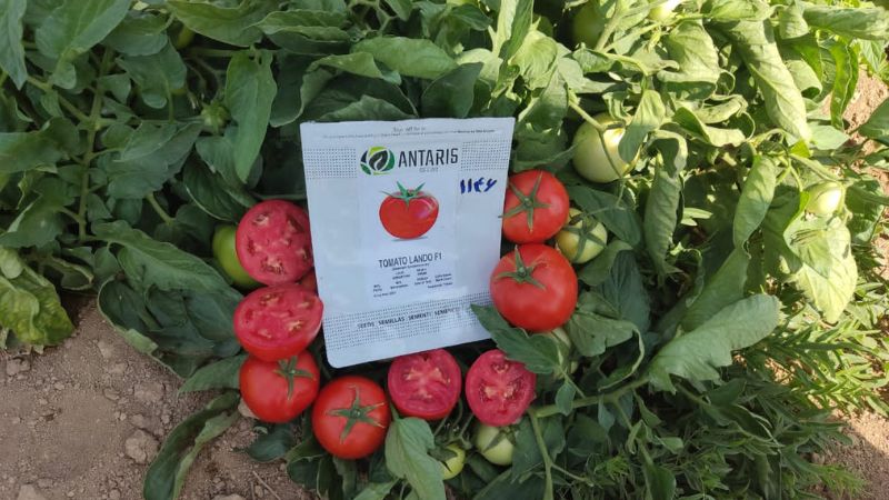 آبیاری گوجه فرنگی | آبیاری بذر گوجه فرنگی