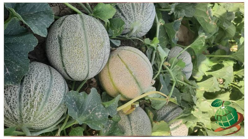 روش های کاشت خربزه در گلخانه