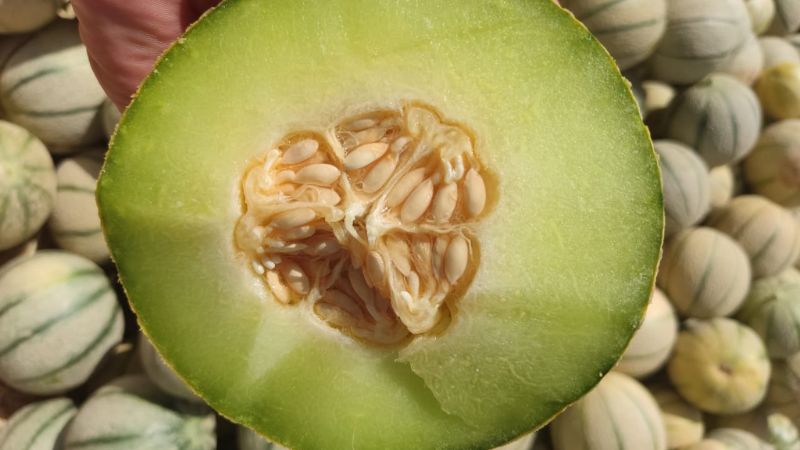 کاشت خربزه در گلخانه