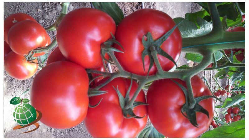 علائم آبیاری بیش از حد گیاه گوجه فرنگی