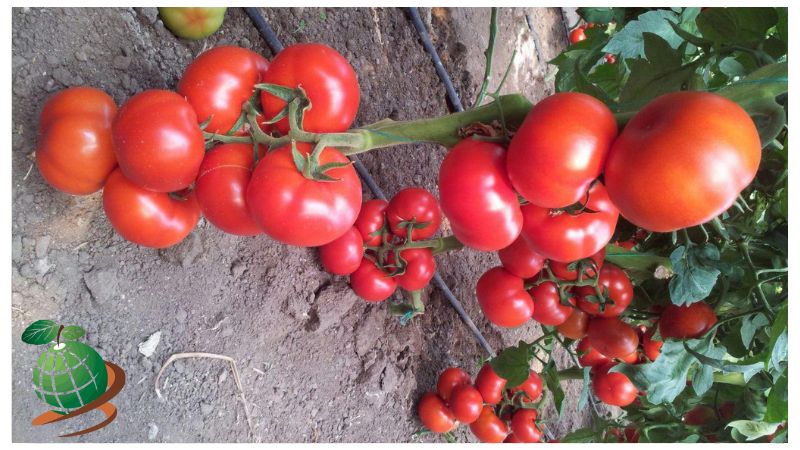 روش های آبیاری گوجه فرنگی