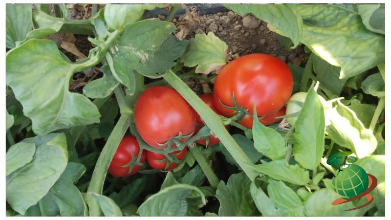 مدت زمان آبیاری گوجه فرنگی