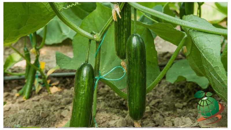 آبیاری خیار در گلخانه