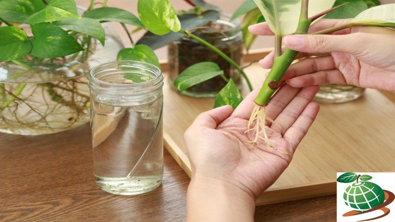 تجهیزات مورد نیاز برای قلمه زدن گیاهان