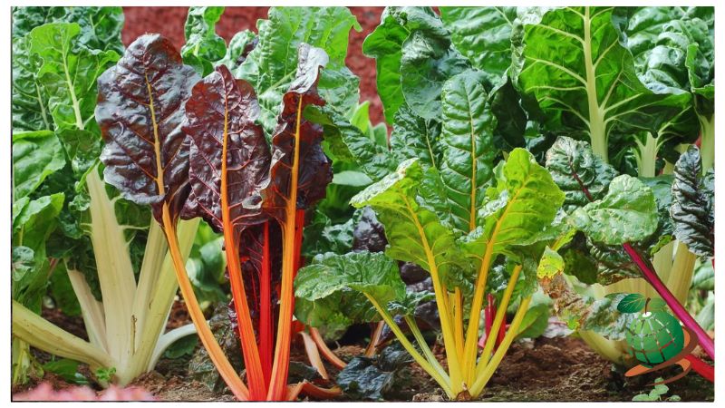 عوامل موثر بر نور مورد نیاز صیفی جات و سبزیجات