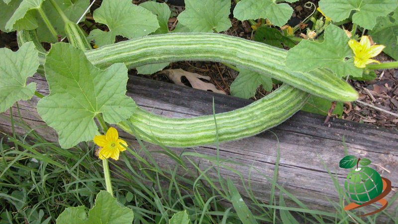 نحوه کاشت خیار چنبر