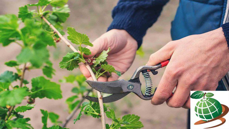 نحوه قلمه زدن گیاه