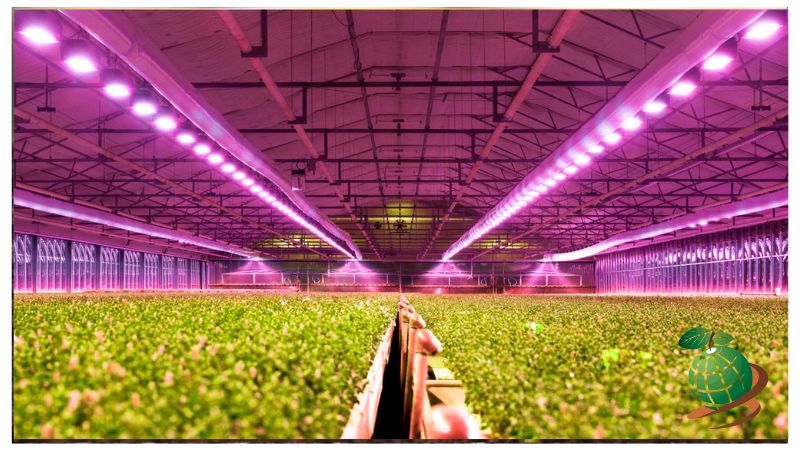 نور لازم برای کاشت صیفی جات و سبزیجات