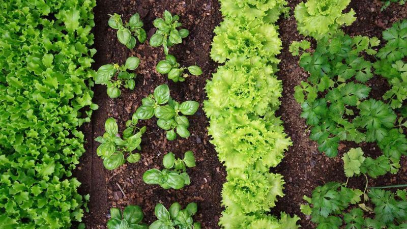 نور مورد نیاز صیفی ‌جات و سبزیجات