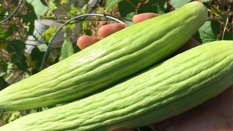 کاشت خیار چنبر