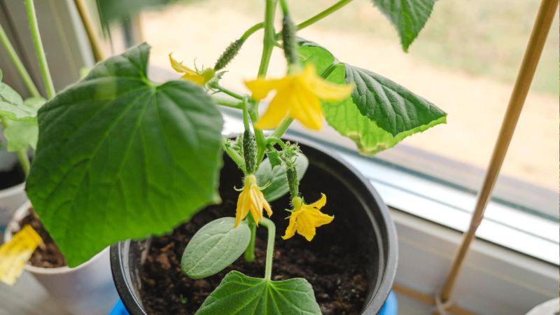 کاشت خیار چنبر در گلدان