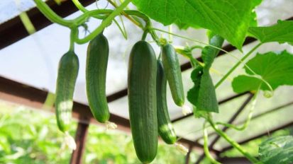 کاشت خیار در گلخانه | کاشت خیار گلخانه ای