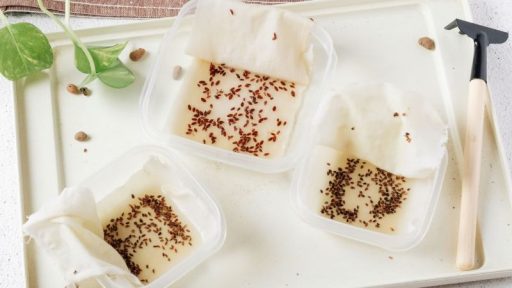 نحوه خیس کردن بذرها قبل از کاشت