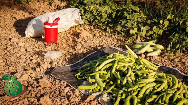 خاک مناسب برای کاشت بذر خیار چنبر