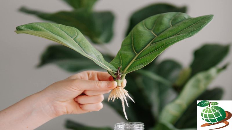 انواع روش های قلمه زدن