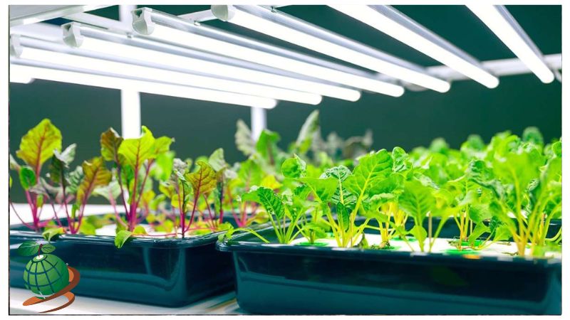 انواع نور برای رشد سبزیجات و صیفی جات