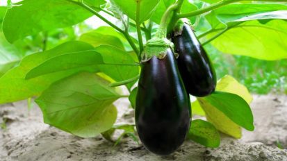 کاشت بادمجان در گلخانه | کاشت بادمجان گلخانه ای