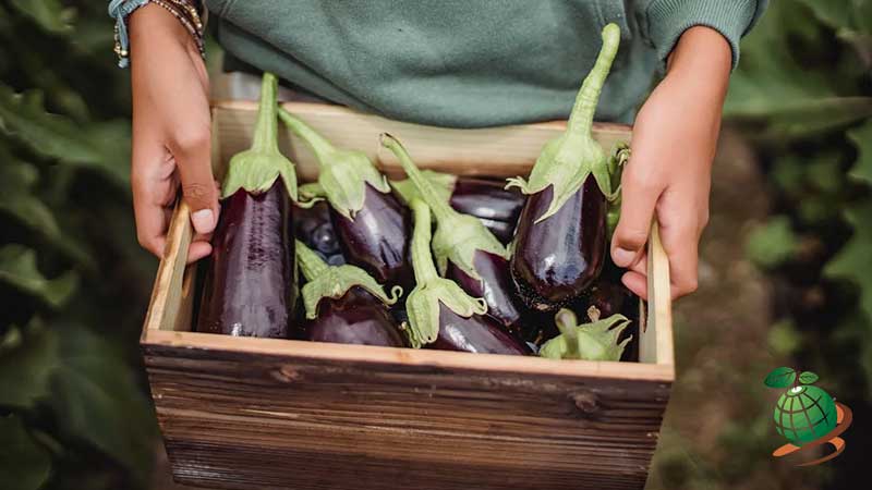 برداشت بادمجان گلخانه ای