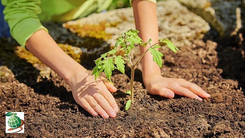 ویژگی های خاک مناسب برای کاشت گوجه