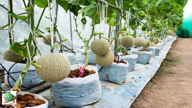 نحوه کاشت خربزه در گلدان