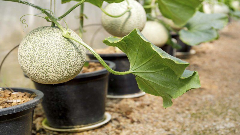 کاشت خربزه در گلدان