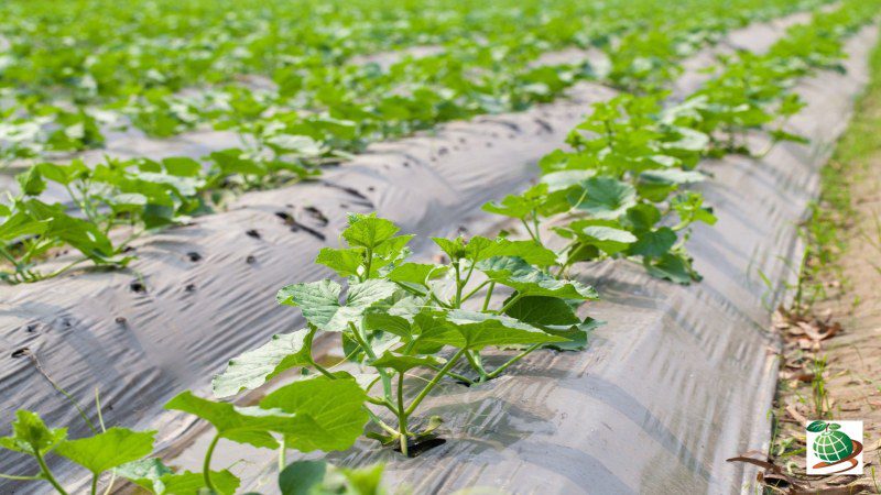 بهترین خاک برای کاشت خیار