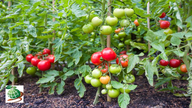 بهترین خاک برای گوجه فرنگی