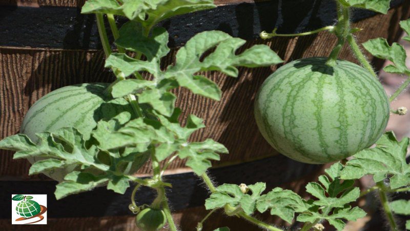دمای مناسب برای پرورش خربزه در گلدان