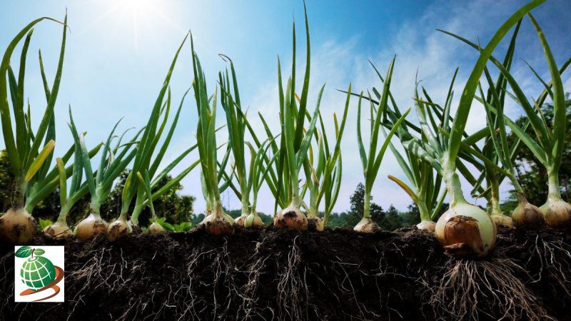 میزان آب مورد نیاز پیاز