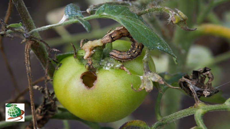 بیماری ‌های باکتریایی گوجه فرنگی