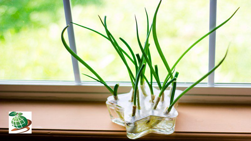 مزایا کاشت پیاز در آب