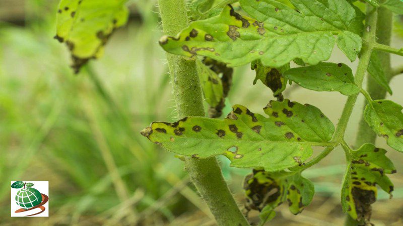 علت ایجاد آفات گوجه فرنگی