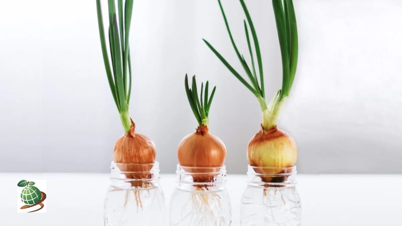 تجهیزات لازم برای کاشت پیاز در آب