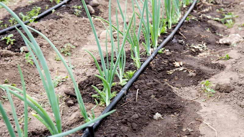 آبیاری پیاز | آبیاری بذر پیاز