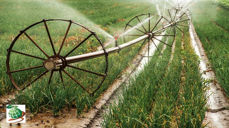 روش های آبیاری پیاز