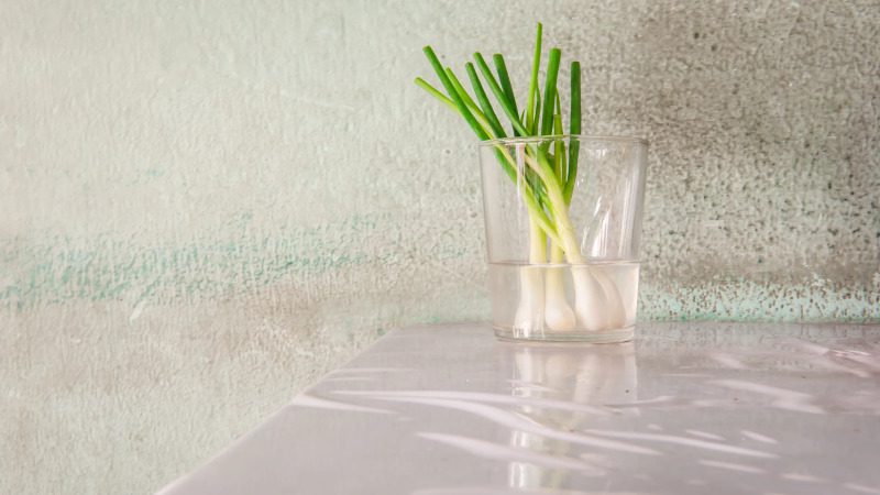 کاشت پیاز در آب