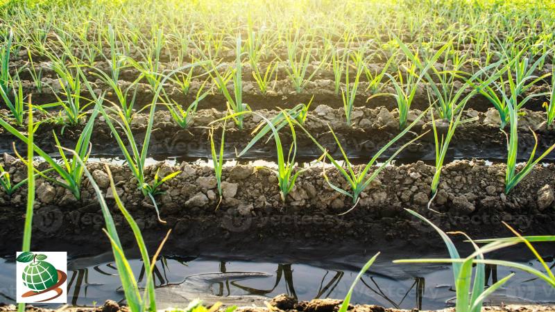 بهترین زمان آبیاری پیاز