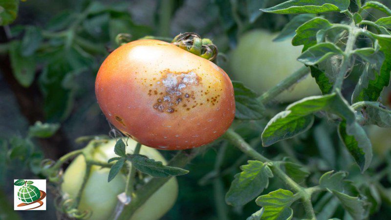 مهم ‌ترین بیماری ‌های گوجه فرنگی