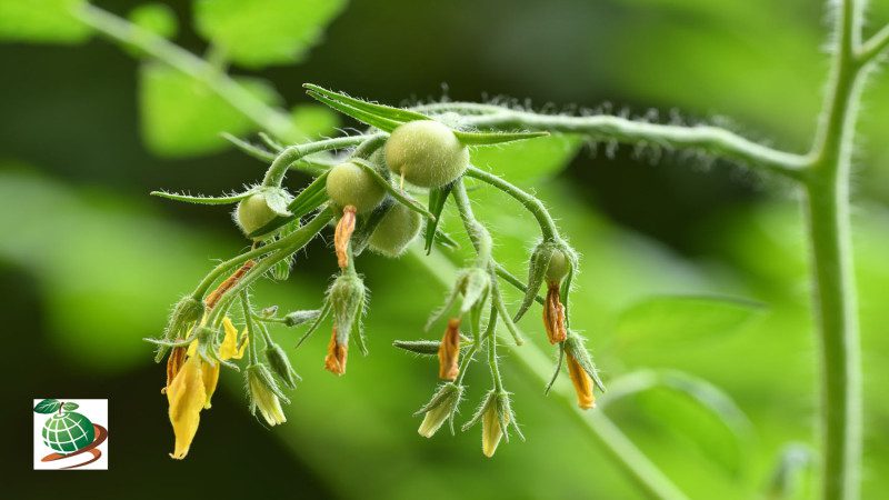 بیماری ‌های ویروسی گوجه فرنگی