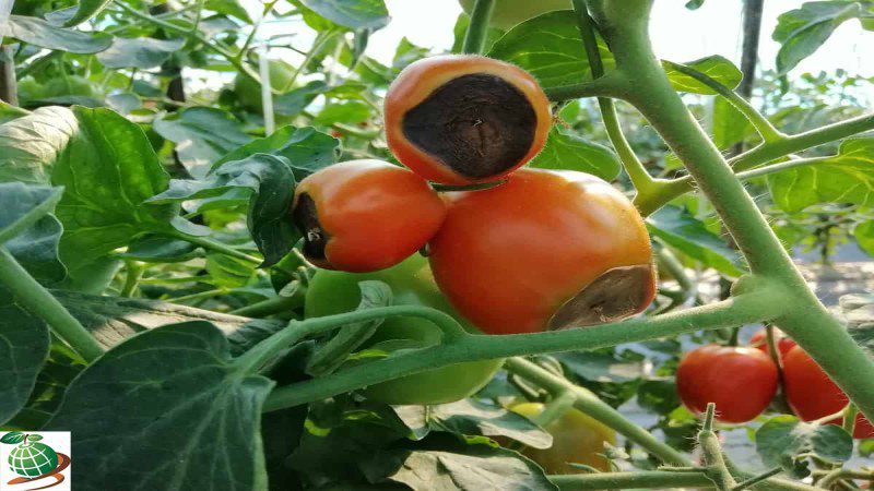 کود برای جلوگیری از سیاه شدن ته گوجه فرنگی