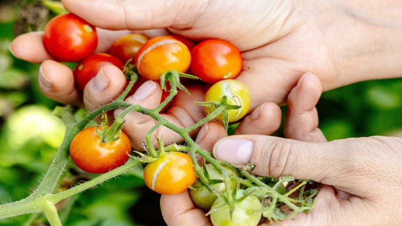 کاشت گوجه فرنگی پاییزه | کاشت گوجه رنگی در پاییز