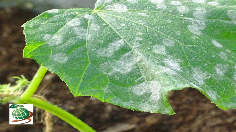 پیشگیری از سفیدک پودری خیار