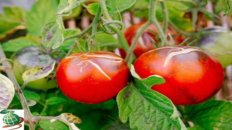 علت ترک خوردن ساقه گوجه فرنگی