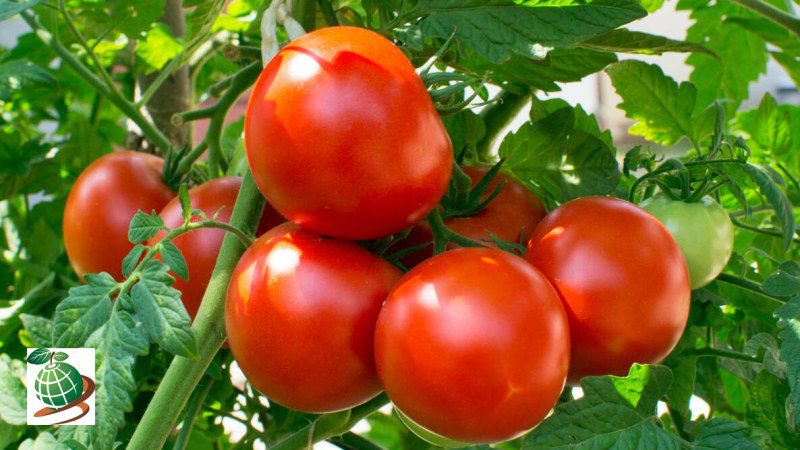 مراحل کاشت گوجه در پاییز