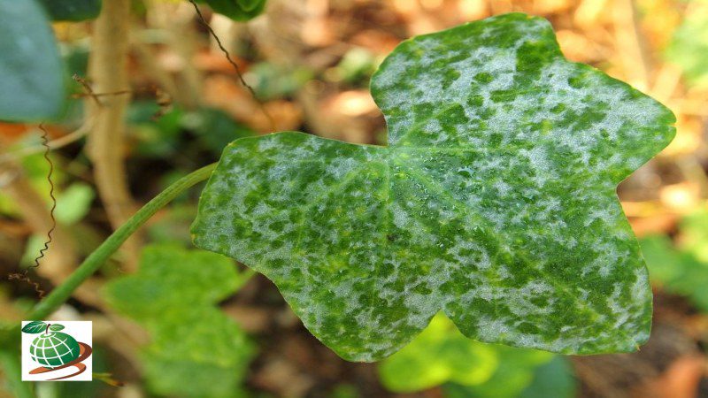 عکس سفیدک پودری خیار